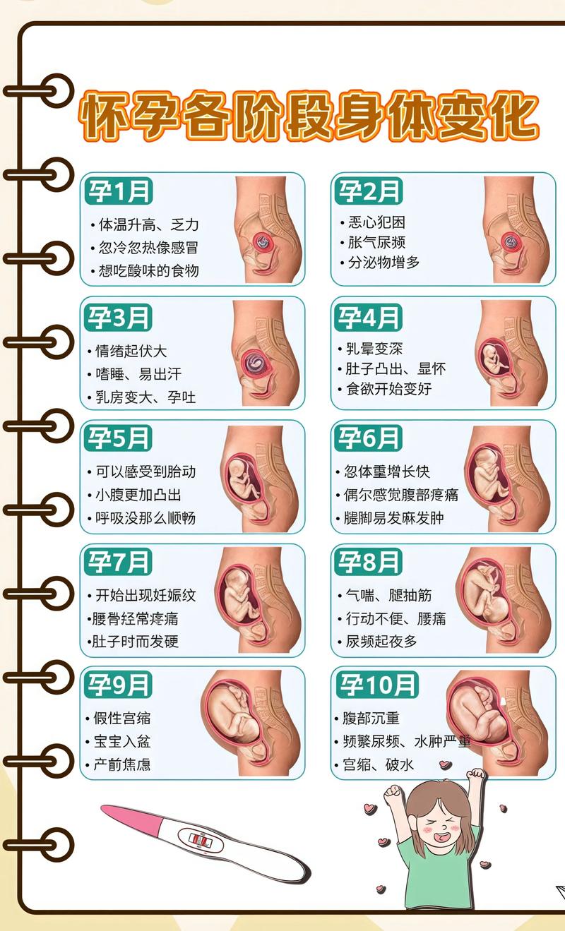 揭秘供卵代孕妈妈怀孕小腹分两节，孕期变化的奥秘西安代生机构:
